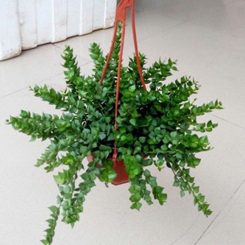 绿萝盆栽植物室内吸净化空气长藤吊兰花卉小盆栽绿植 百万心一整盆 不