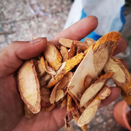 穿破石,金蝉退壳,黄龙退壳,牵牛入石干品中药材,切片3斤装【6月19日发