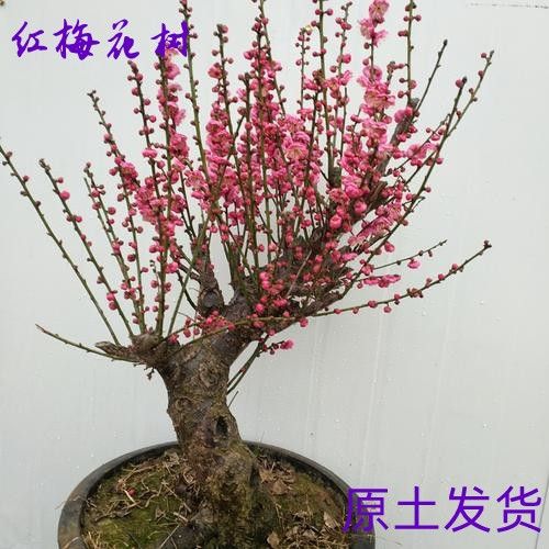 骨里红梅花老桩冬季盆栽地载耐寒绿植嫁接原生红梅乌梅朱砂梅树苗
