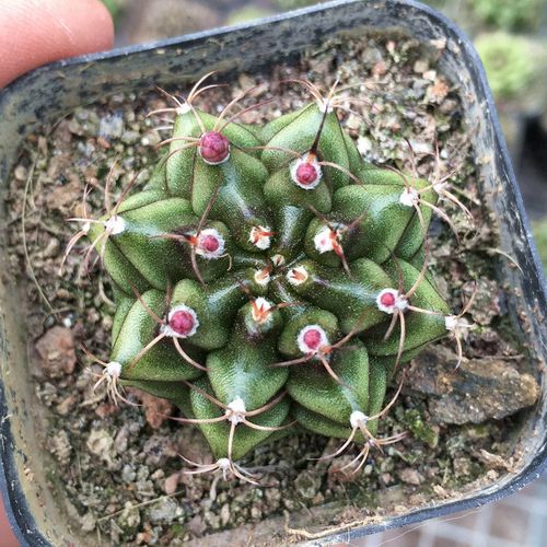 实生精品仙人球【绿蛇丸牡丹】开花美观萌球室内吸甲醛防辐射绿植