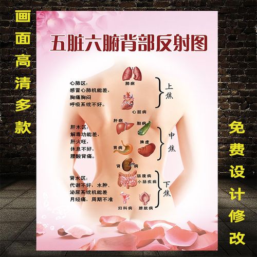 五脏六腑背部反射图海报画五脏六腑挂图宣传画人体