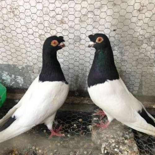 出售活体鸽子两头乌种鸽一对青年鸽两头红幼鸽两头黑观赏鸽包活物