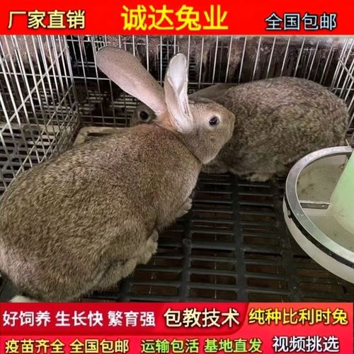 比利时兔种兔纯种比利时肉兔大型活体兔子成年兔【4月17日发完】
