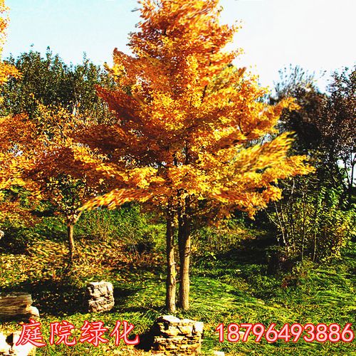 金叶银杏树活苗南方庭院门前地栽观赏性白果大别墅耐寒旺宅风景树