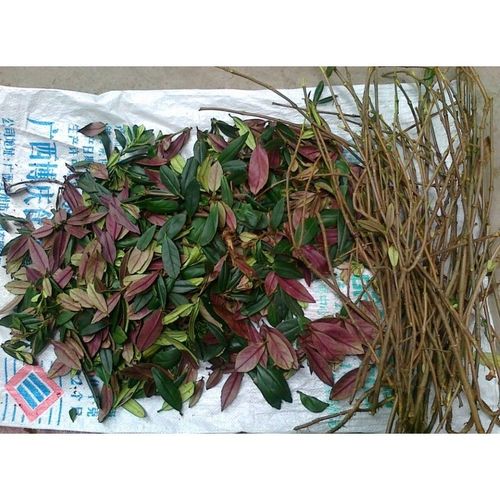 正品野生中草药石吊兰石泽兰小泽兰员兰 晒干新货