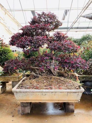 实拍红花继木盆景树桩老桩庭院树不落叶古桩红继木别墅大型树桩