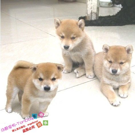 家养健康纯种日本柴犬忠犬八公同款日本柴犬幼犬活体