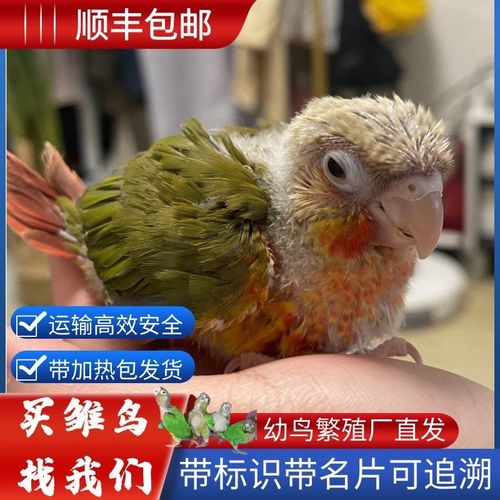 冰海精灵 小太阳鹦鹉活体和尚鹦鹉鸟活物宠物宠物鸟手雏鸟半毛鸟活体