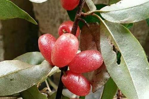 0/棵 羊奶果苗 胡秃子,羊奶果树苗,下山桩苗,第二年结果