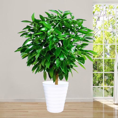 大型平安树幸福树盆栽四季常青花卉绿植网红款植物