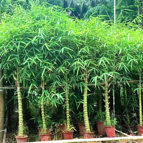 竹子苗庭院植物盆栽四季常青绿化黄金竹苗金镶玉罗汉竹大毛竹紫竹