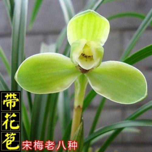 雅芯兰园春兰宋梅老八种兰花苗带花苞浓香型盆栽植物矮种细叶