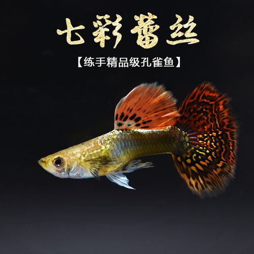 七彩蕾丝孔雀鱼 练手级孔雀鱼热带小型观赏鱼生小鱼仔活体孔雀鱼