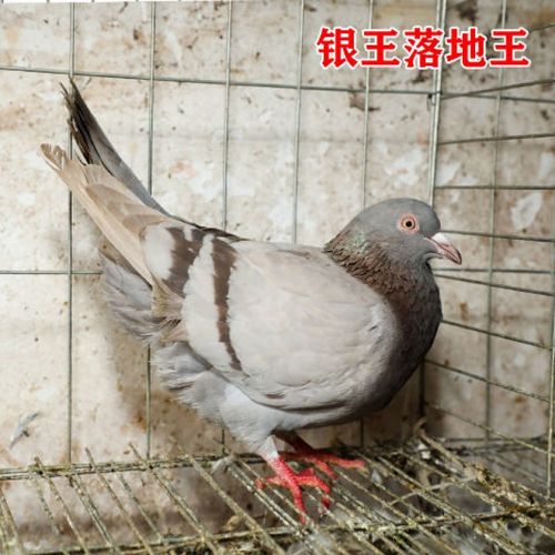 【京选推荐】鸽子活物活元宝鸽种鸽特大落地王纯种元宝鸽子 落地王银