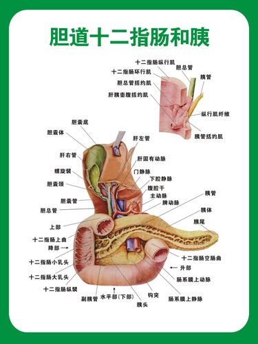 733海报印制展板写真喷绘324医院各科室挂图14胆道十二指肠和胰