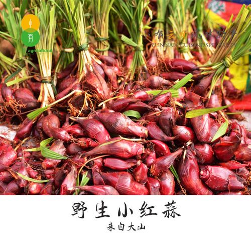 云南野生小红蒜高山红葱头珠葱朱葱煮肉大补白药汤500克包邮