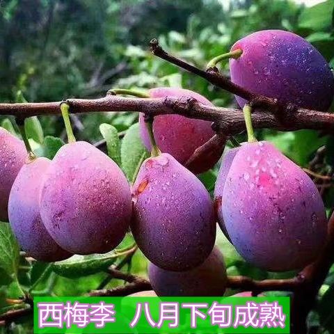 李子树苗新品种西梅蜂糖青脆红脱骨早熟晚熟南北方种植嫁接李子苗