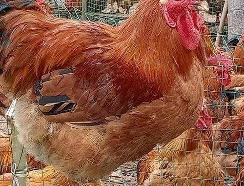 9/只 优品k9肉鸡苗k9麻黄882快羽肉鸡k901大种鸡苗优质品种