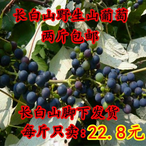东北长白山野生山葡萄小粒葡萄22.8元一斤3斤包邮8月末发货