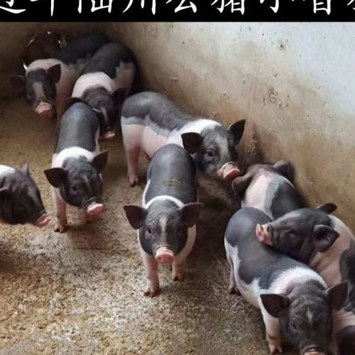 【店铺推荐】纯种陆川猪仔活苗买小猪仔养家养小猪批发育肥黑土猪儿小