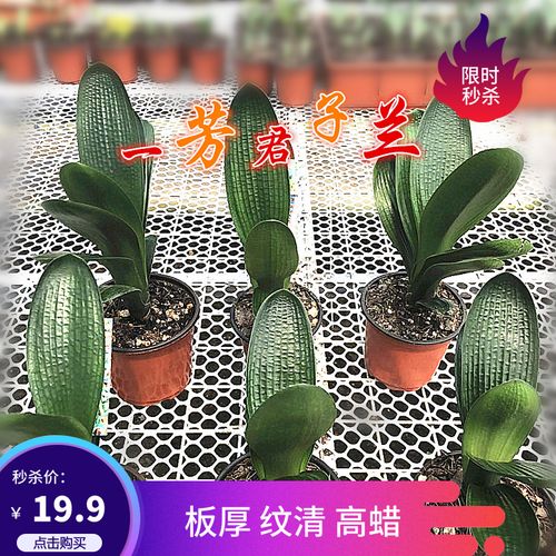 长春精品君子兰国兰立板麻脸油匠蜡膜花脸特价阳台花卉盆栽小苗