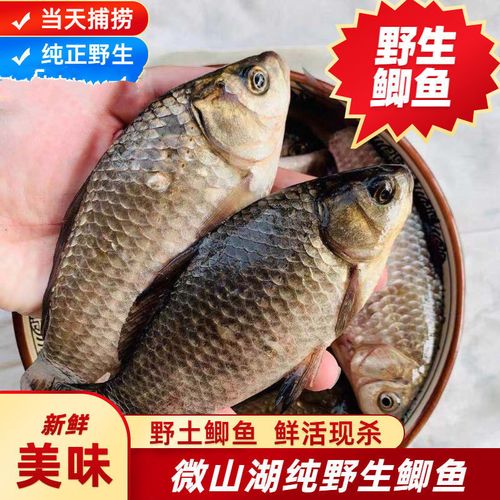 【血亏冲量】微山湖野小鲫鱼新鲜活鱼现杀淡水鲫鱼月子炖汤顺丰配送