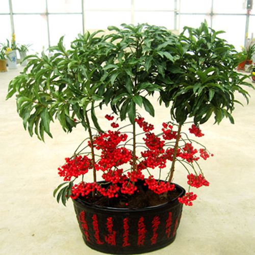 室内喜阴植物 富贵子观果植物 富贵籽花卉盆栽 黄金万两 招财进.