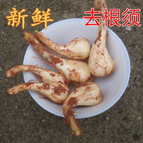 茭头现挖新鲜 野生新鲜蔬菜叫头教头江西大个藠头荞头新鲜蕌头 5斤