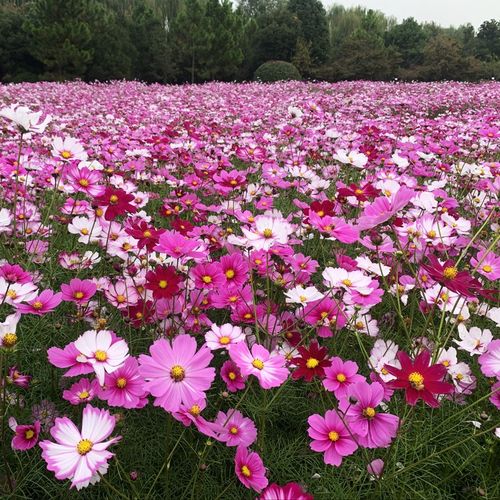 春夏室外道路易活花种子波斯菊耐寒花种籽子四季播种花期长庭花草