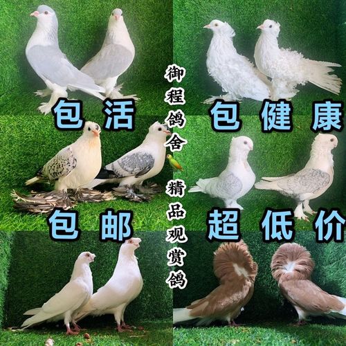 鸽子活体观赏鸽淑女元宝鸽圆环鸽凤尾芙蓉金鱼摩登哪青年鸽一对