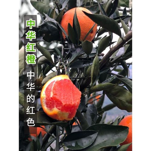 血橙中华红橙子奉节脐橙当季新鲜应季水果重庆红心现摘整箱塔罗科