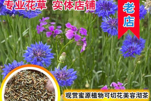 8/组 矢车菊种子阳台盆栽四季开花易播花籽耐寒蓝芙蓉庭院室外花种籽