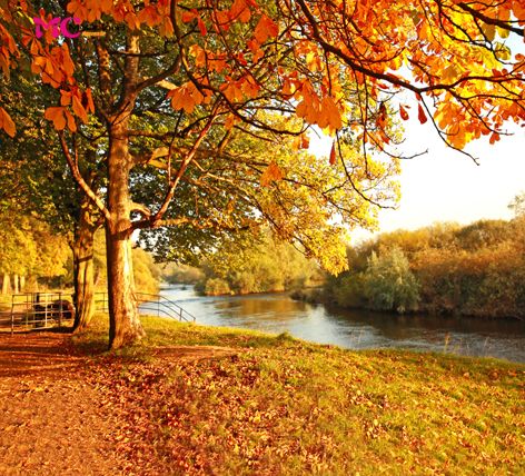 mycolor8 婚纱 影楼摄影背景 秋天 风景 素材图片14-237