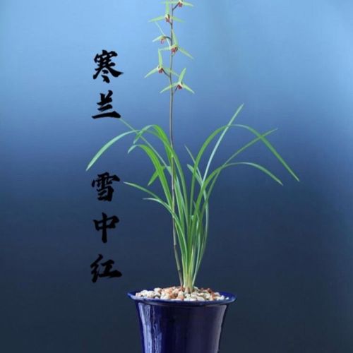 名品细叶寒兰国兰雪中红兰花苗开花浓香室内花卉绿植盆栽自然兰苗