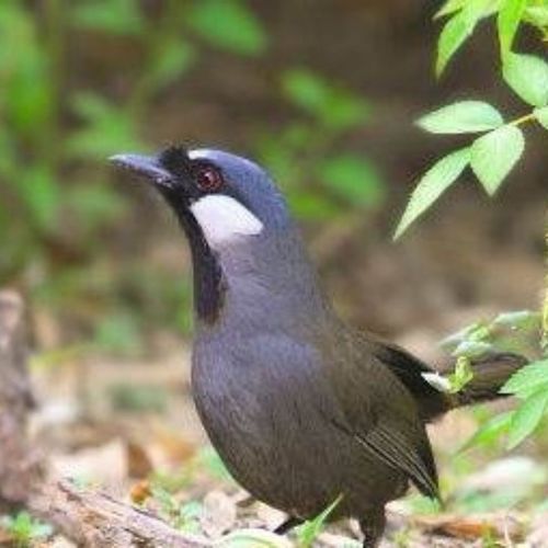 珊瑚鸟黑喉嗓鹛鸟叫声内存卡逗鸟音高清纯正无杂音公母山胡音欣赏