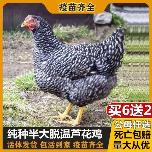 半斤汶上芦花鸡脱温鸡活鸡包活到家包邮活体小鸡幼鸡农家散养包邮