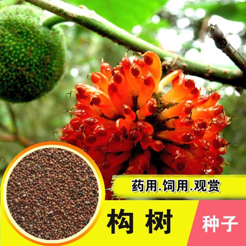 新采构树种子 杂交构树种子 构树种 造纸树种 畜禽饲喂猪料树种籽
