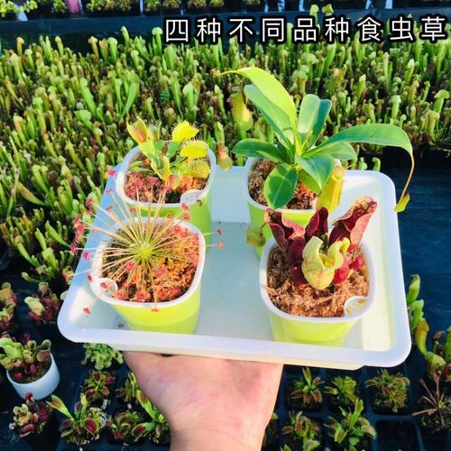 捕蝇草驱蚊盆栽超大食人花植物猪笼草食虫草室内绿植阳台卧室好养