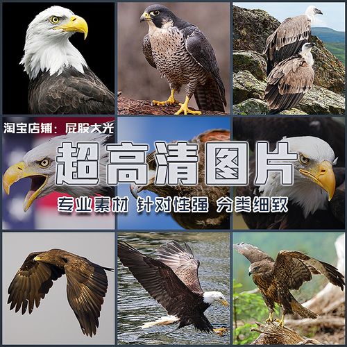 超大超高清图老鹰白头鹰雄鹰苍鹰鸟类雕飞禽野生动物 ps设计素材