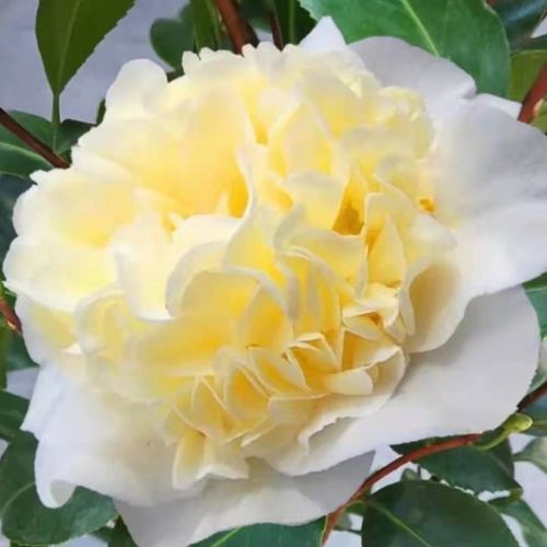 黄绣球 龙岩永福稀有名贵品种茶花苗黄色花阳台窗台庭院绿植花卉