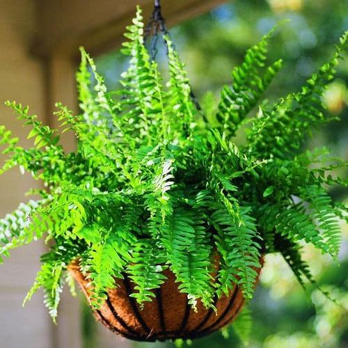 波斯顿蕨盆栽绿植波士顿蕨室内书房客厅耐阴种植四季常绿阳台窗台