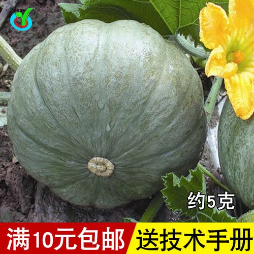 银板栗南瓜种子 西洋白南瓜种子甜栗春秋夏播 高产抗病甜面