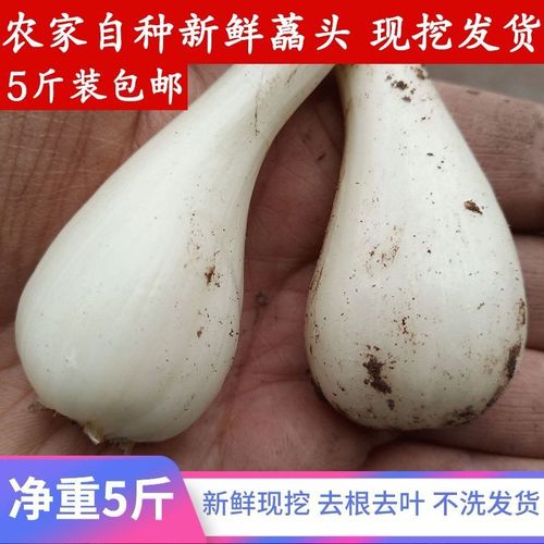 四川现挖现发新鲜藠头农家自种茭头新鲜叫头荞头新鲜1斤5斤包邮