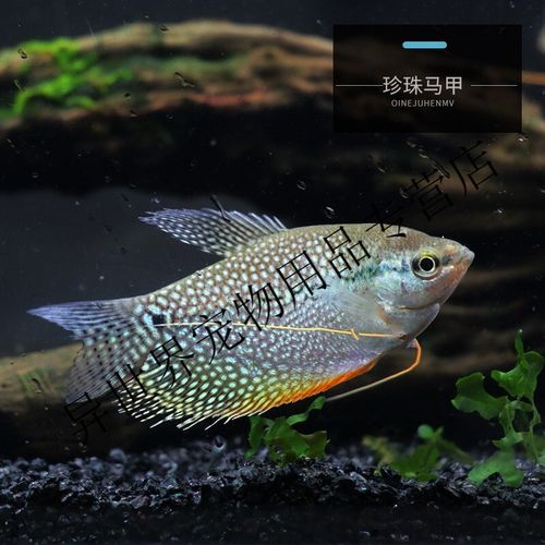 黄蓝曼龙热带鱼亲嘴接吻鱼珍珠马甲丽丽淡水鱼活体小型观赏鱼好养 2cm