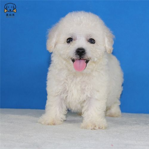 麦比佳宠物 比熊犬 比熊幼犬活体 宠物狗狗法国卷毛比熊狗双血统精品