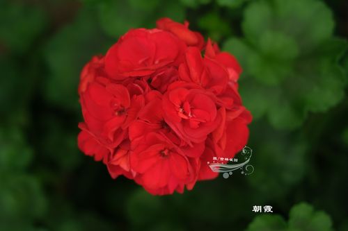 朝霞 直立天竺葵花苗勤花半重瓣红色大花球包对版雀园天竺葵