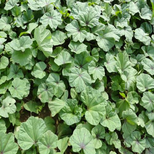 冬苋菜种子冬春寒菜种籽马蹄菜高钙菜夏冬四季籽种蔬菜籽青菜秋