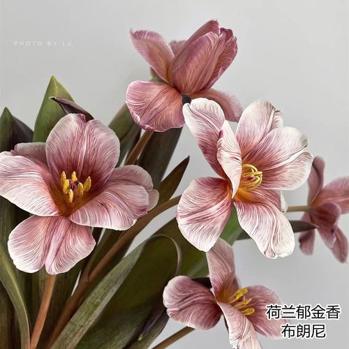 严选精品荷兰进口花材鲜花速递全国染色布朗尼郁金香10支新品