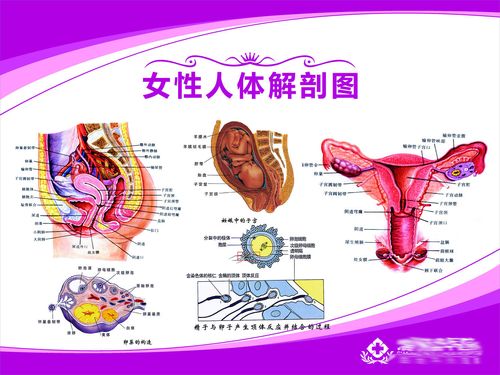 海报印制649素材206医院人体女性生殖解剖图输卵管子宫