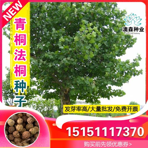 青桐青桐树种子绿化青皮梧桐树种子法国梧桐树种子法桐种子梧桐籽